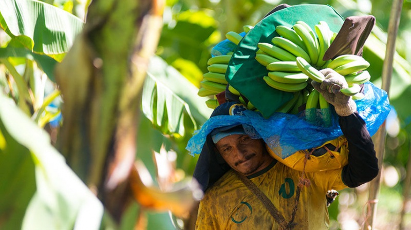 BANANA BOOM: Production of fruit and other goods has grown steadily in the northeastern state of Ceara. Farms such as this one, run by Tropical Nordeste SA, have benefitted from a program of canal building. REUTERS/Davi Pinheiro